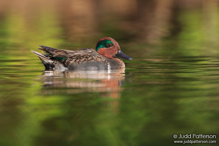Green-winged Teal, Everglades National Park, Florida, United States